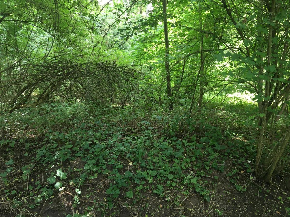 Un Coin De Foret Courmas Exteriör bild